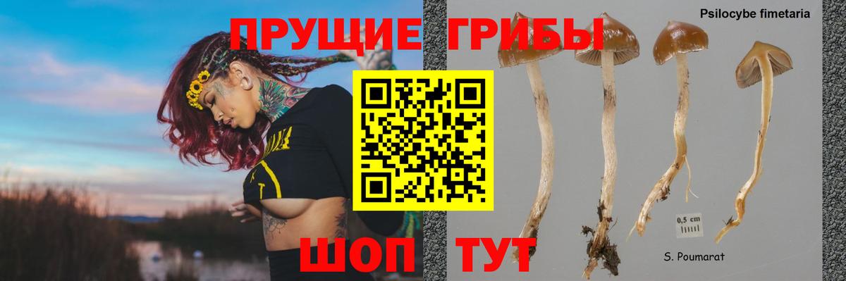 Псилоцибиновые грибы ЛСД Зима
